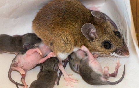 rodent feeding baby rodents