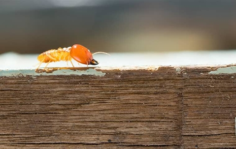 termite crawling on wood
