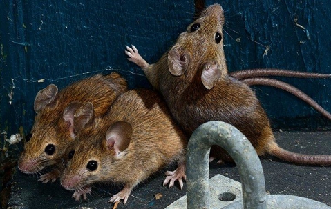 infested garden with rats