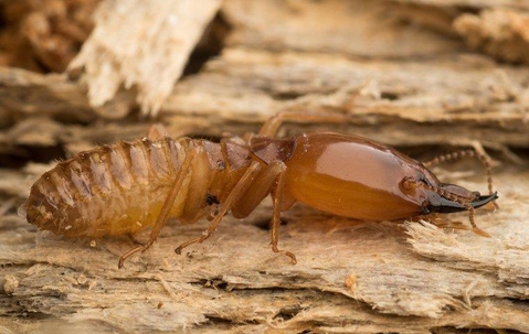 termite on top of damaged wood