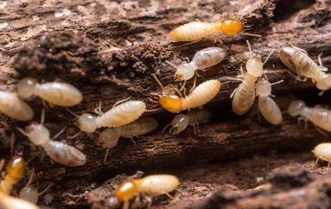 termites crawling through wood