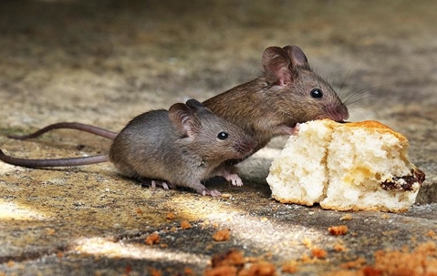 mice biting a biscuit