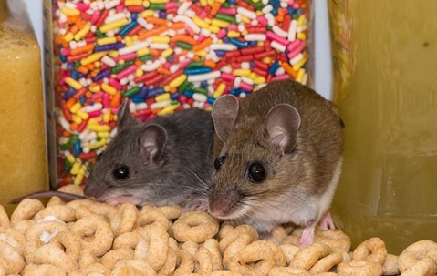 rodents in food pantry