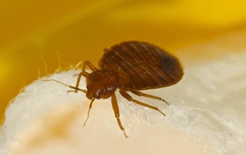 bed bug on pillow
