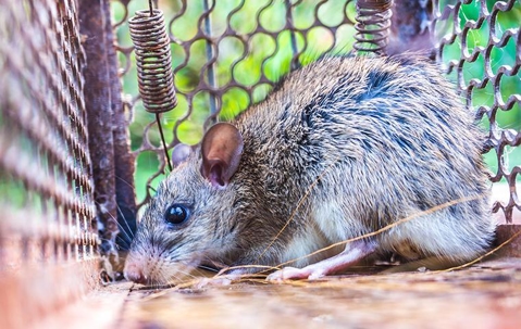 rat in cage