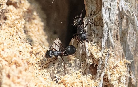 black ants
