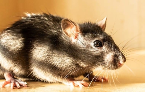 rodent on a table
