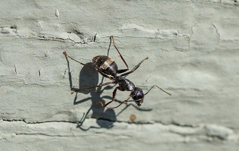 carpenter ant on home