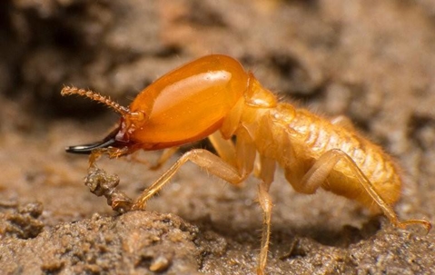 termite crawling on wood