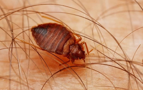 bed bug crawling on skin