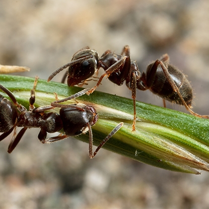 Ants Photo