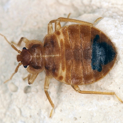 Bed Bugs Photo