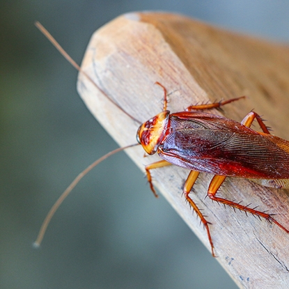 Cockroaches Photo