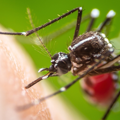 Mosquitoes Photo