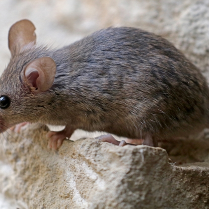Rodents Photo