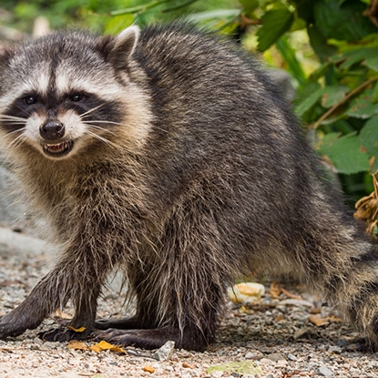 Wildlife Photo