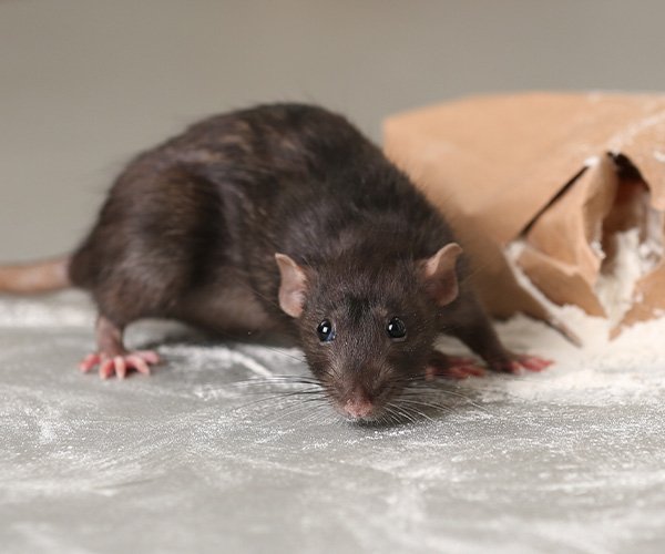 Rodent Control
