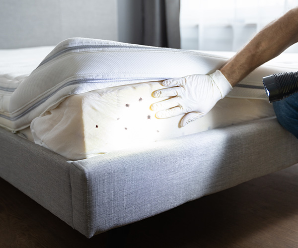 Bed Bug Control