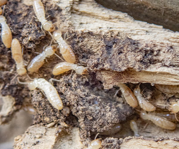 Termite Control