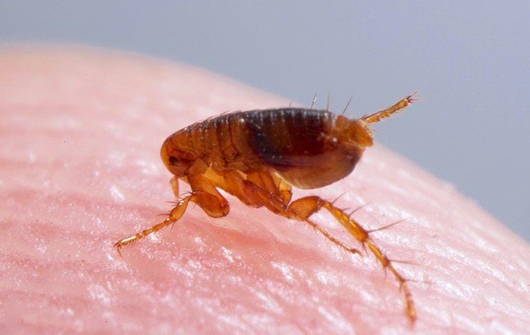 blog-how-dangerous-is-it-to-have-fleas-in-my-longview-home