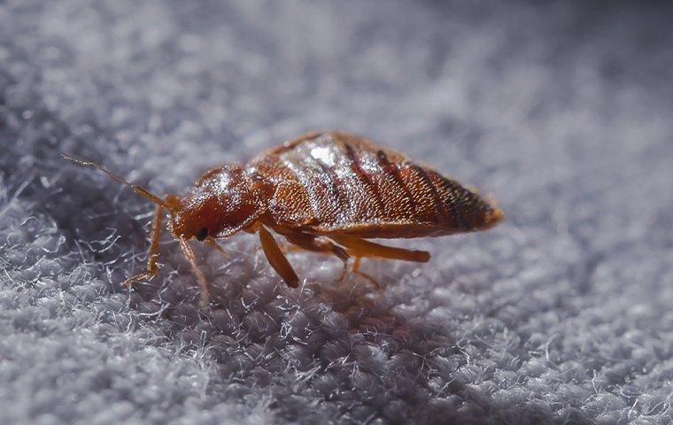 Blog - How To Tell If It's Bed Bugs In Your Longview Home